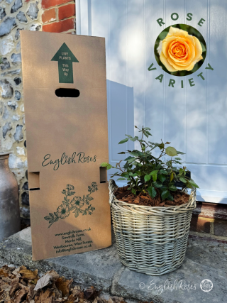Mother's Day Gift For Nan - Gift Planted Rose in Large Willow Basket