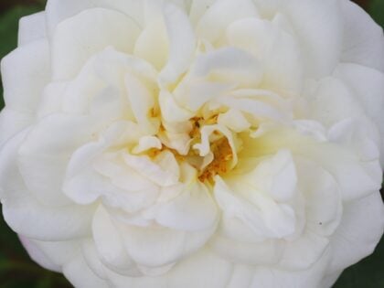 X / Y / Z Roses - Rose Gifts For All Occasions - English Roses