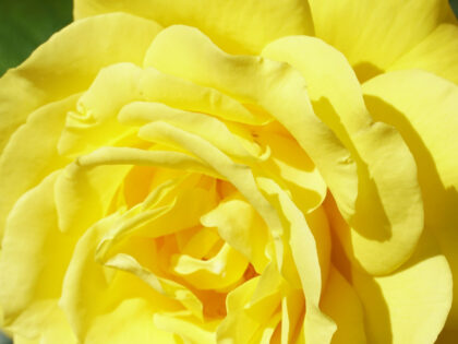 A Memorial Rose For A Special Dad - English Rose Gift A Memorial Rose For A Special Dad - English Rose Gift Image