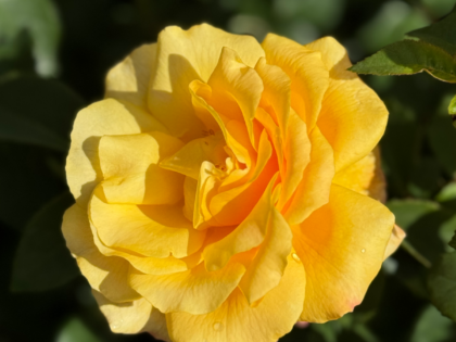 A Rose For My Special Son - English Roses Gift Image