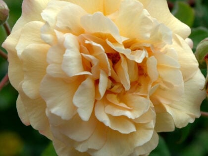 X / Y / Z Roses - Rose Gifts For All Occasions - English Roses