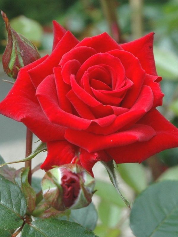 Crimson Cascade Climbing Rose repeat flowering