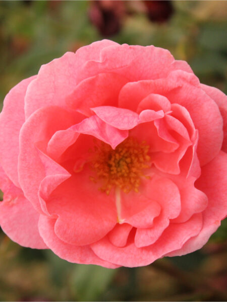Dearest Floribunda Rose with fragrant salmon-pink flowers