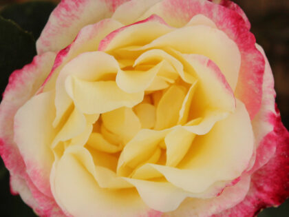Double Delight Rose Image