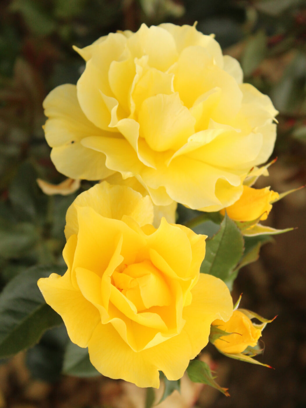 Yellow Roses - Golden Roses - Rose Gifts For Friends- English Roses