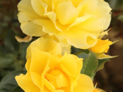 Friends Rose Friends Rose Image