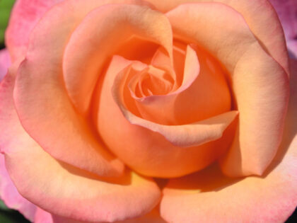 Magic Harlequin Rose Image