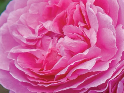 Orchid Romantica Rose Orchid Romantica Rose Image