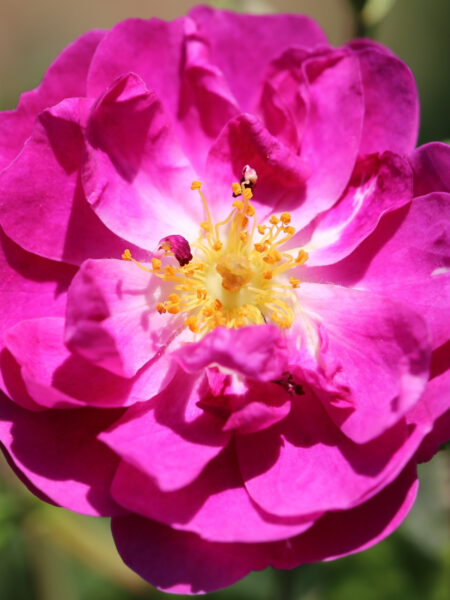 Purple Skyliner Rose, a close up of an open, purple-pink bloom with golden stamens