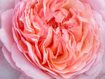 Sweet Romantica Rose Sweet Romantica Rose Image