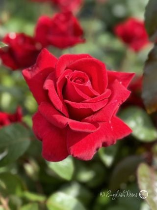Thinking Of You Rose - Memorial Gifts For Loss Of Husband