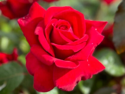 Thinking Of You Rose - Memorial Gifts For Loss Of Husband Thinking Of You Rose - Memorial Gifts For Loss Of Husband Image