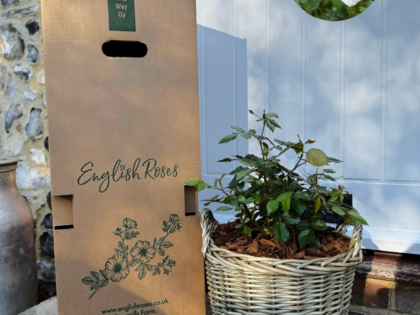 White Gift Planted Rose in a Large Willow Basket White Gift Planted Rose in a Large Willow Basket Image