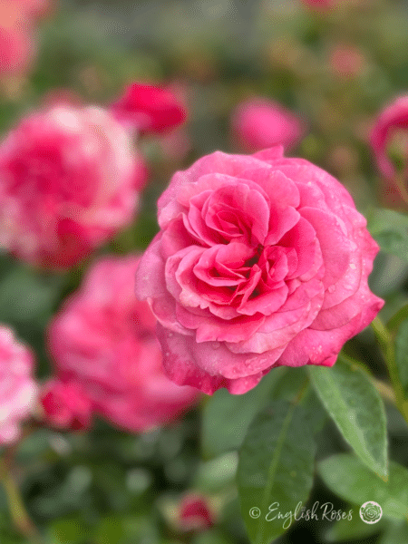 A Rose For My Lovely Granny - English Roses Gift - Image 2