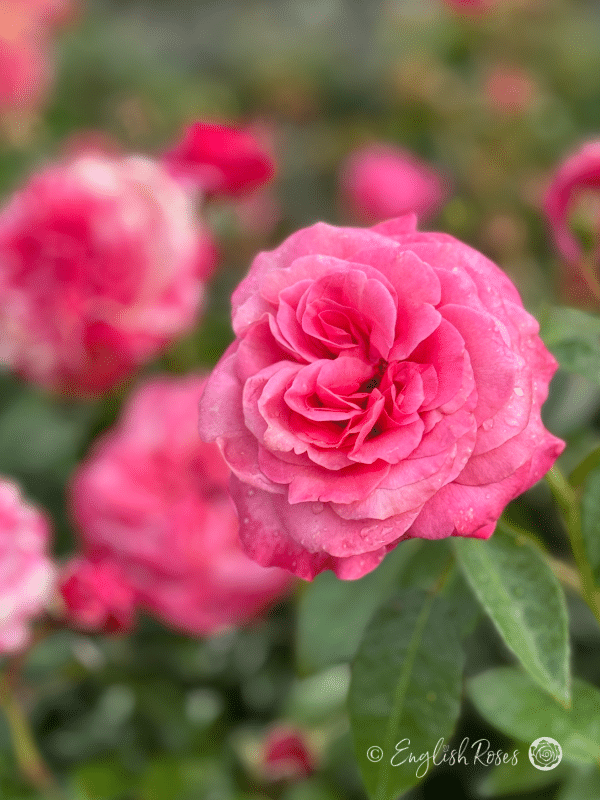 A Rose For My Lovely Granny - English Roses Gift