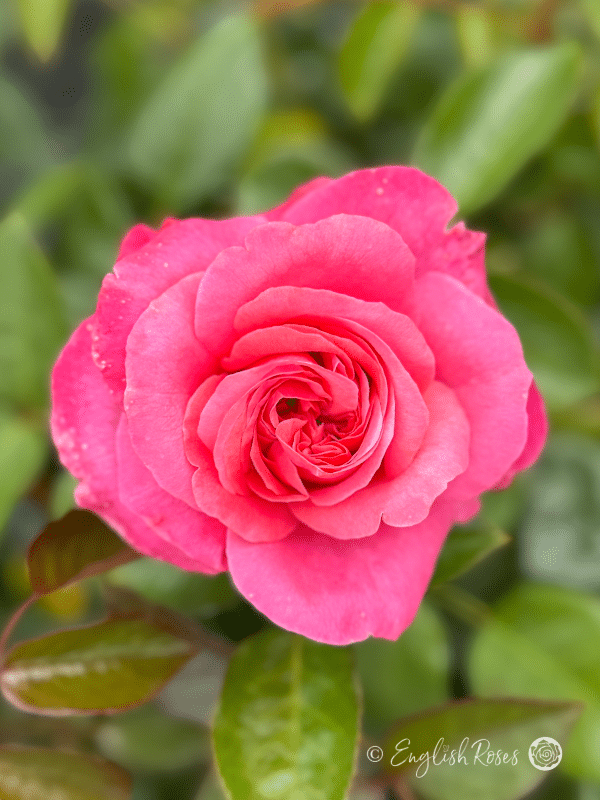 A Rose For My Lovely Granny - English Roses Gift Pink Flowers