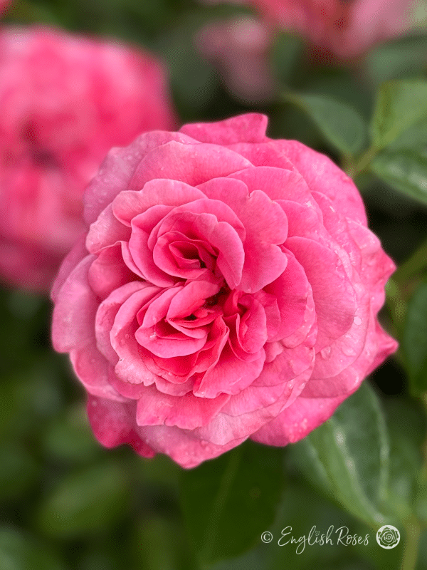 A Rose For My Lovely Granny - English Roses Gift