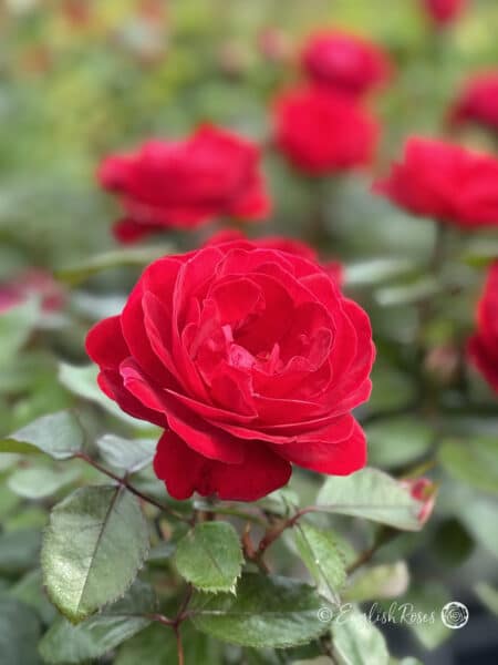 Birthday Gift For A Special Granny - English Roses Planted Basket - Image 8