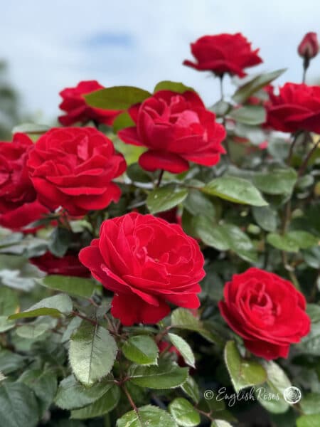 Birthday Gift For A Special Granny - English Roses Planted Basket - Image 7