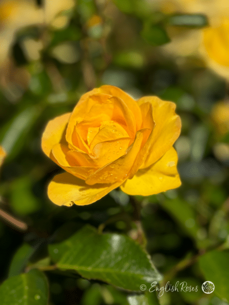 Grandma's Rose - Granny Remembrance Gifts Yellow flowers