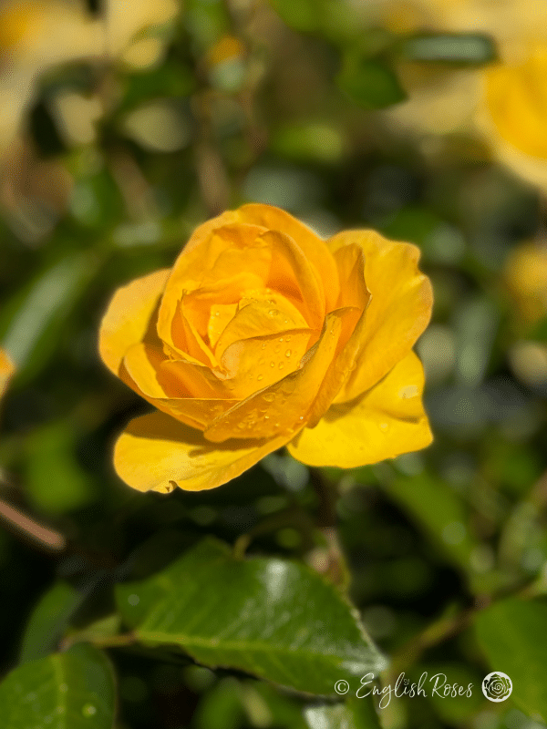 Grandma's Rose - Granny Remembrance Gifts Yellow flowers
