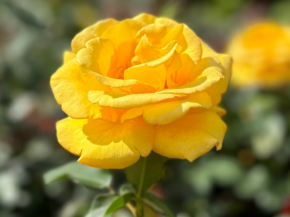 Keep Smiling Rose Keep Smiling Rose Image