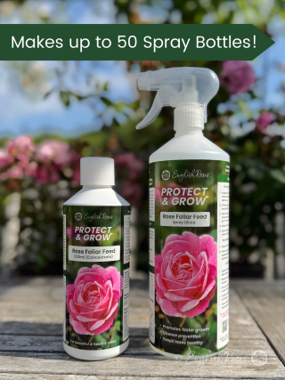 Rose Foliar Feed - English Roses Protect & Grow