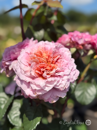 20th Anniversary Rose