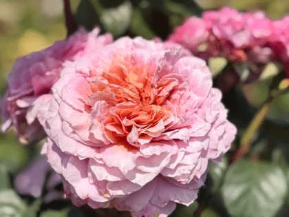 20th Anniversary Rose Image