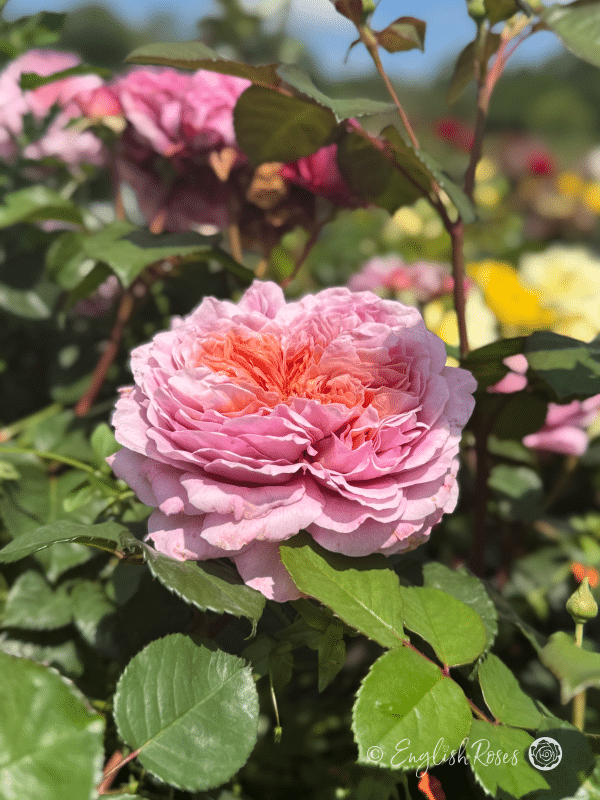 20th Anniversary Rose - Violet Pink and Copper Hybrid Tea Rose - Close up photo of a pink and copper bloom growing with additional pink blooms and green foliage.
