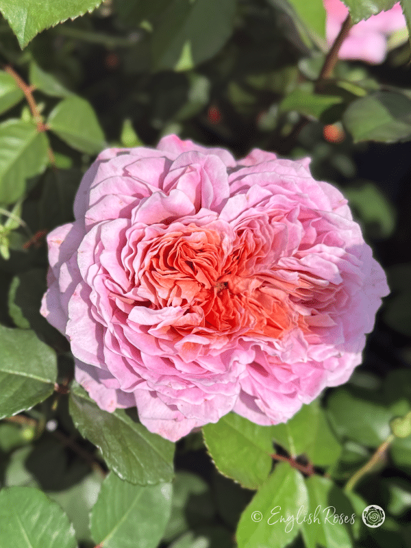 20th Anniversary Rose - Violet Pink and Copper Hybrid Tea Rose - A close up photo of a single pink bloom with a warm copper centre amongst green foliage.