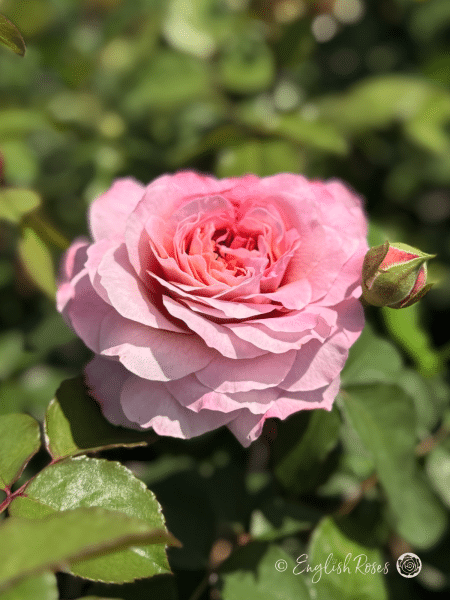20th Anniversary Rose - Violet Pink and Copper Hybrid Tea Rose - A close up photo of a rose bloom that's pink with a warm copper centre growing alongside a bud.