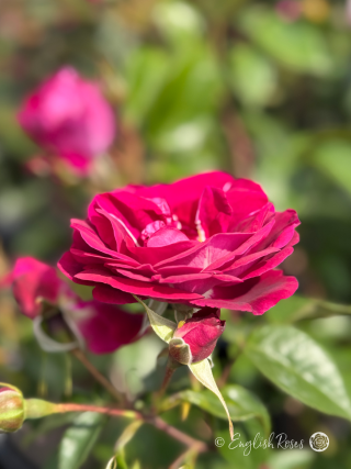 90th Celebration Rose