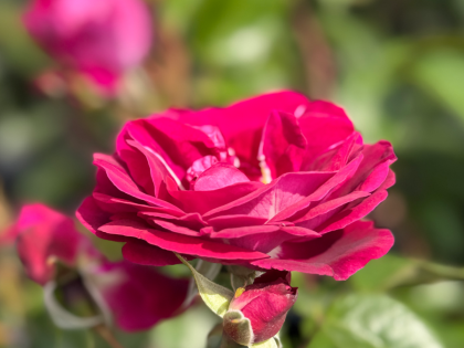 90th Celebration Rose 90th Celebration Rose Image