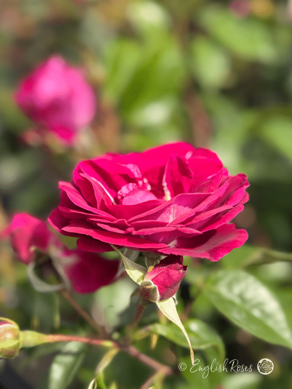 90th Celebration Rose - Deep Purple Red Hybrid Tea Rose - Close up photo of an open purple red bloom and multiple buds.