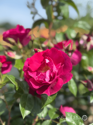 90th Celebration Rose - Deep Purple Red Hybrid Tea Rose - A close up photo of an open purple red bloom with buds and additional blooms in the background.