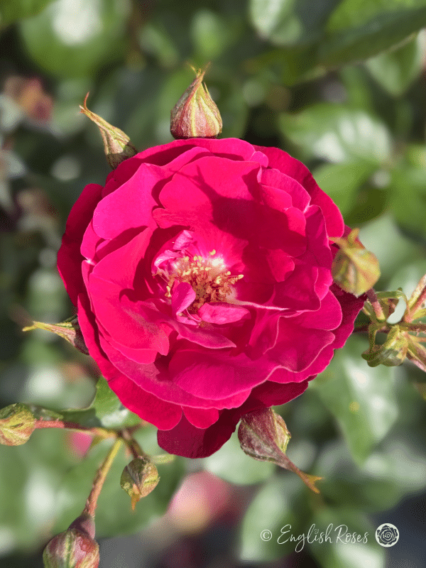 90th Celebration Rose - Deep Purple Red Hybrid Tea Rose - A close up photo of an open rose bloom that's a deep purple red colour and growing amongst multiple buds.