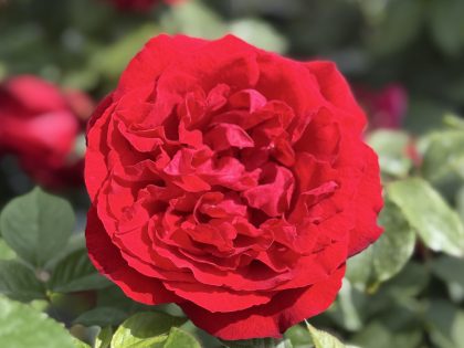 A Rose For My Special Dad - English Roses Gift Image