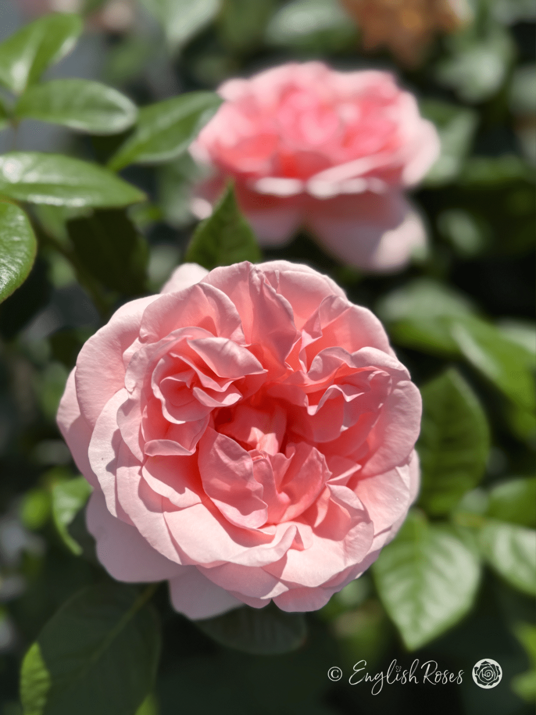 Aphrodite Rose - Elegant Hybrid Tea Roses - English Roses