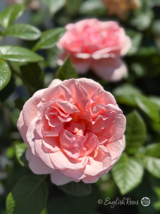 Aphrodite Rose - Soft Pink Hybrid Tea Rose - Close up photo of two open pink blooms and green foliage.