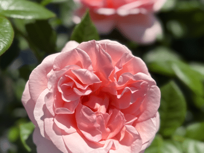 Aphrodite Rose Image