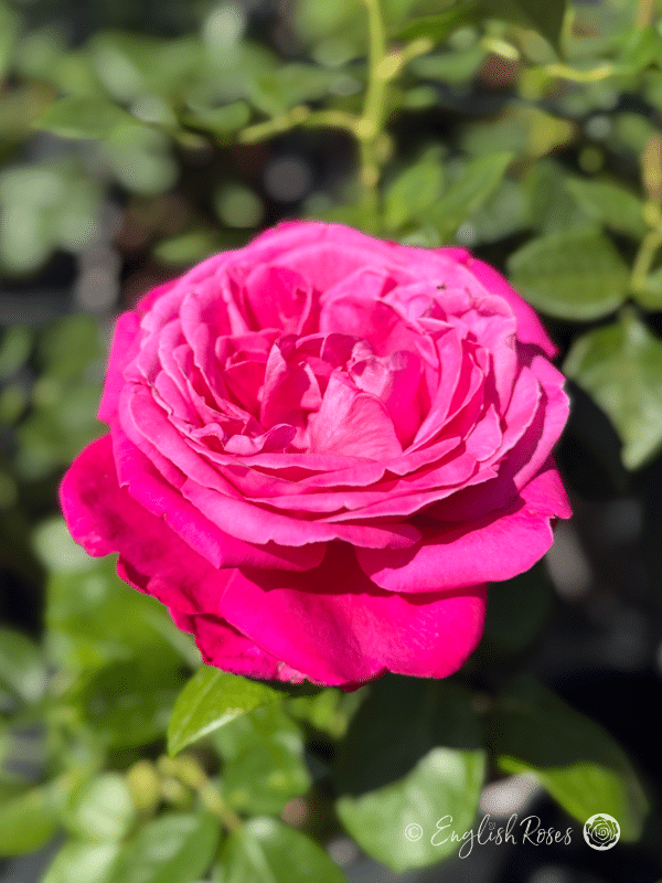 Birthday Boy Rose - Magenta Pink Hybrid Tea Rose - Close up photo of an open, pink bloom with green foliage.