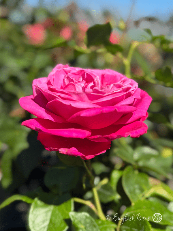 Birthday Boy Rose - Magenta Pink Hybrid Tea Rose - A close up photo of a magenta pink bloom accompanied by lots of green foliage.