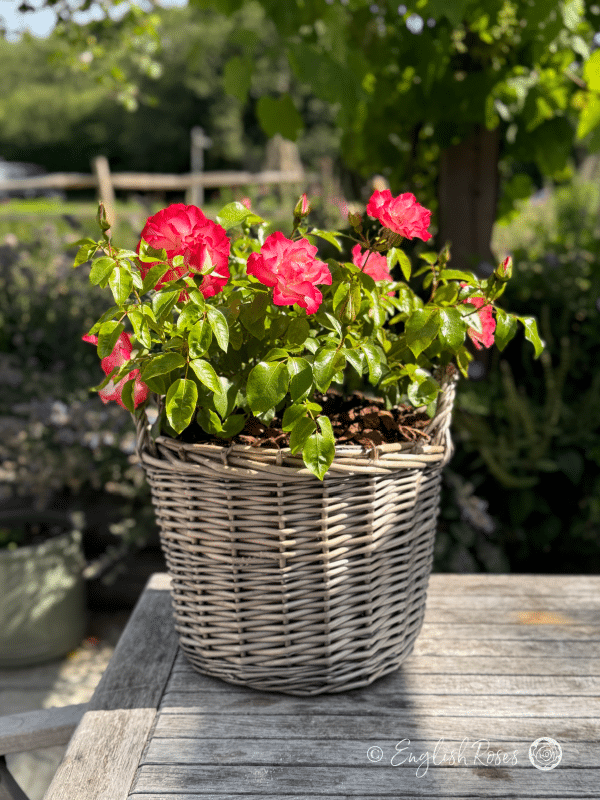 Birthday Girl Rose - Pink Floribunda Rose - A photo of a willow basket arrangement of the Birthday Girl Rose variety adorned with pink blooms and green foliage.