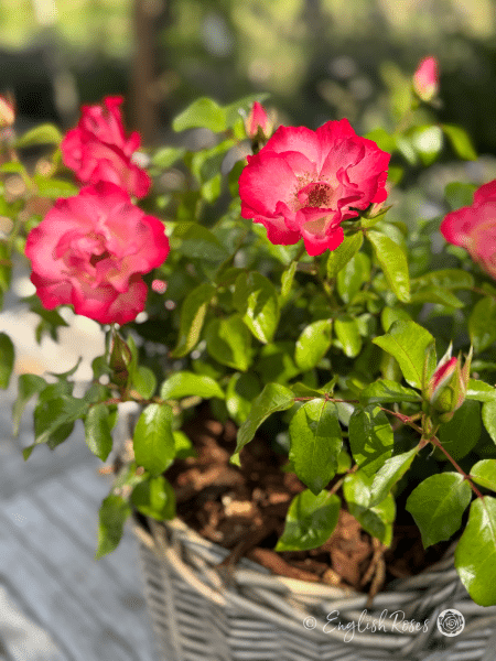 Birthday Girl Rose - Pink Floribunda Rose - A close up photo of some open pink blooms of a Birthday Girl Rose bush potted in an English Roses willow basket.