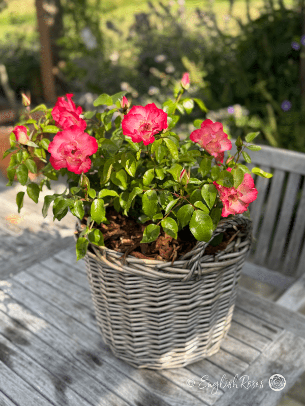 Birthday Girl Rose - Pink Floribunda Rose - A photo of pink blooms and green foliage belonging to the Birthday Girl Rose variety potted in a willow basket.