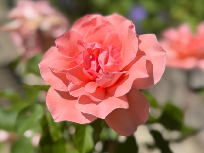 Blessings Rose - Wedding Day Rose Gift Image
