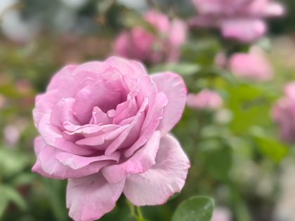 Blue Moon Rose - 65th Anniversary Gift Image