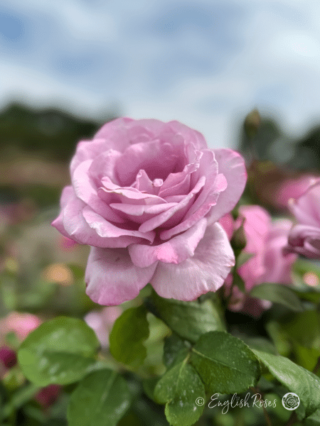Blue Moon Rose - Lilac Hybrid Tea Rose - Close up photo of a lilac bloom with green foliage.