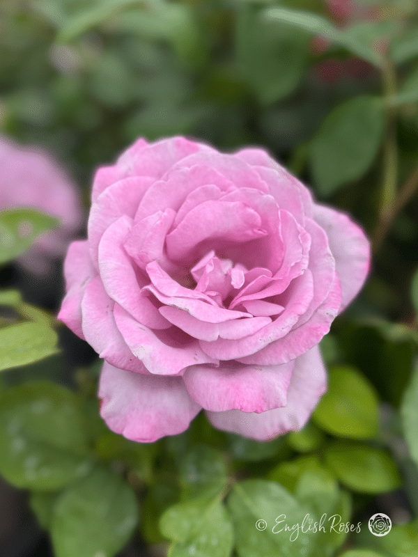 Blue Moon Rose - Lilac Hybrid Tea Rose - A close up photo of a lilac coloured bloom accompanied by green foliage.